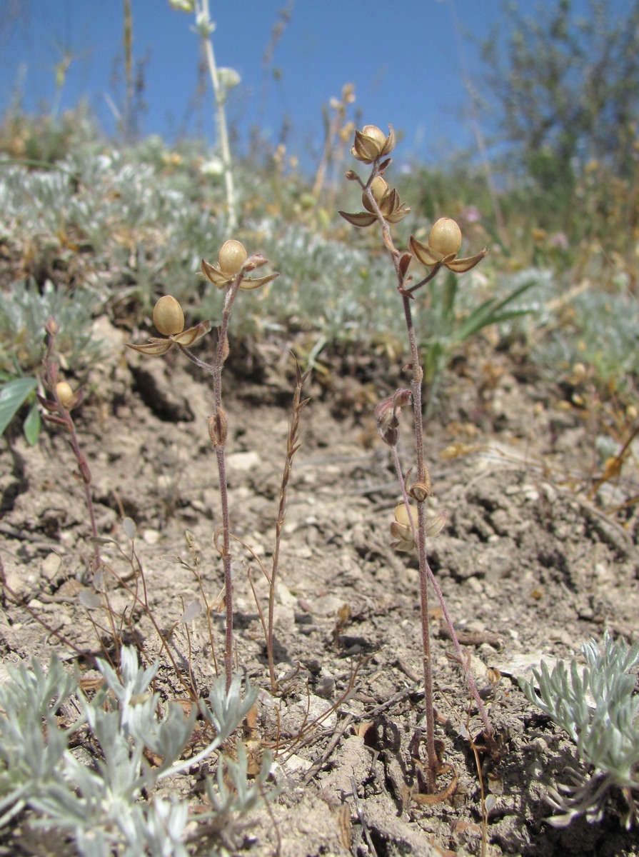 Изображение особи Helianthemum lasiocarpum.