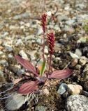 Plantago camtschatica. Плодоносящее растение. Магаданская обл., Ольский р-н, окр. пос. Армань, недалеко от дороги Магадан-Армань, на галечной поляне. 16.07.2017.