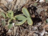 Crithmum maritimum