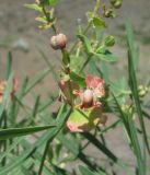 Euphorbia daghestanica. Часть соплодия. Дагестан, Унцукульский р-н, долина Ирганайского вдхр., ок. 700 м н.у.м., склон горы. 03.06.2019.