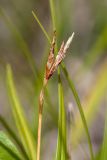 Carex ornithopoda. Верхушка побега с соплодием. Ленинградская обл., Гатчинский р-н, окр. дер. Авколево, карьер \"Елизаветино\", зарастающий деревьями разнотравно-вейниковый луг на известняке. 16.06.2019.