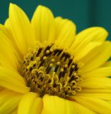 Helianthus rigidus