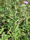 Veronica linariifolia