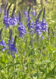 Veronica teucrium