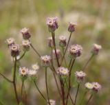 Erigeron acris. Соцветия. Республика Алтай, Ябоганский перевал, окраина грунтовой дороги. 27.07.2020.