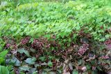 Epimedium rubrum