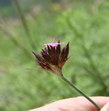 Dianthus ruprechtii