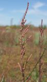 Atriplex patens