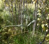 Phragmites australis