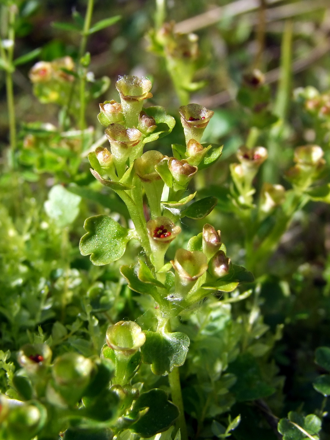 Изображение особи Chrysosplenium tetrandrum.