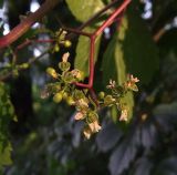 Parthenocissus quinquefolia. Часть соцветия. Ростовская обл., Азовский р-н, с. Кугей, на приусадебном участке. 26.06.2023.