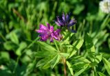 Trifolium lupinaster