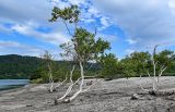 Betula platyphylla