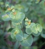 Euphorbia korshinskyi. Соцветия-циации с завязями. Пермский край, Кунгурский р-н, правый берег р. Сылва, окр. ур. Камень Ермак, крутой склон в основании скального выступа. 11.06.2023.