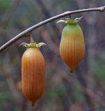 Actinidia polygama. Веточка с плодами. Южное Приморье, Чёрные горы, заповедник \"Кедровая падь\", хр. Сухореченский. 21.10.2009.