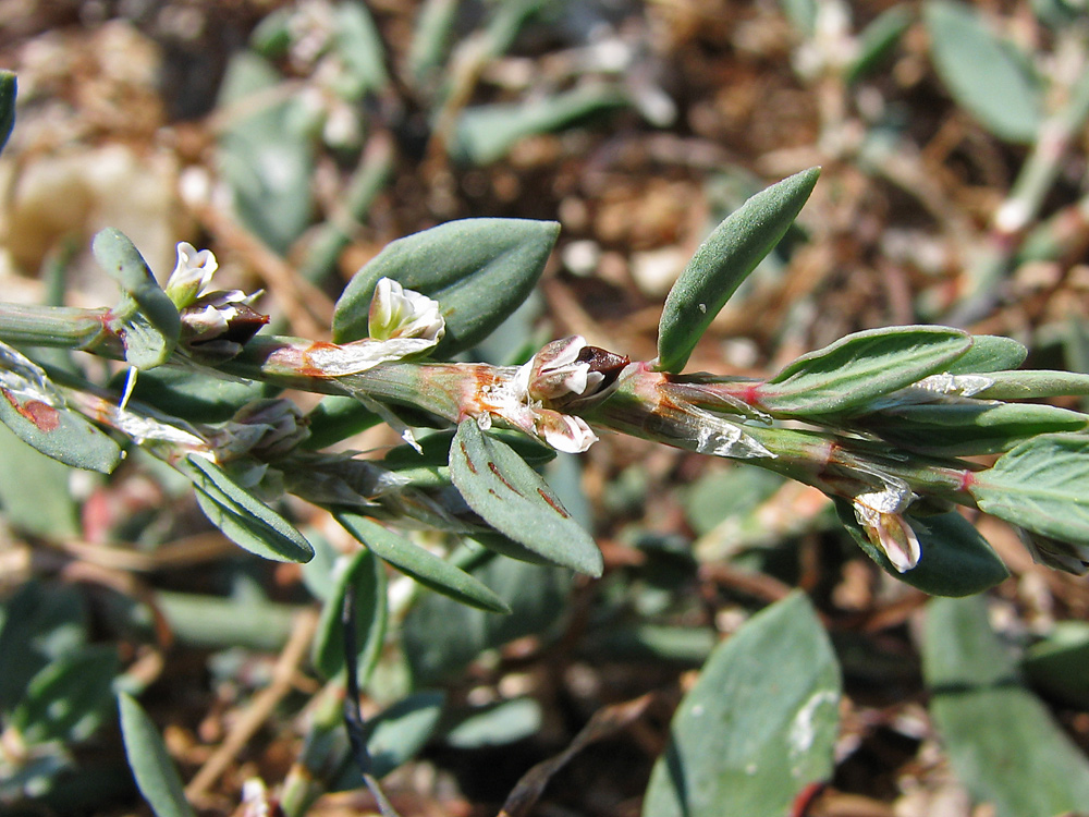 Изображение особи Polygonum maritimum.