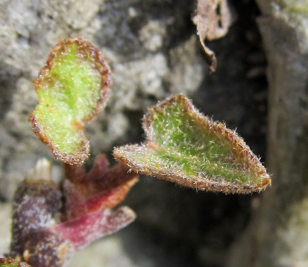 Изображение особи Hedera hibernica.