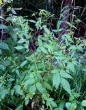 Bidens frondosa