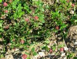 Trifolium hybridum ssp. elegans