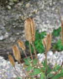 Aquilegia viridiflora. Плоды. Читинская обл., Даурский заповедник, хр. Адун-Челон. 19.07.2011.