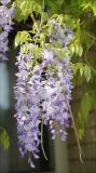 Wisteria sinensis