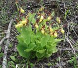 Cypripedium calceolus