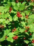 Crataegus sanguinea