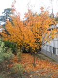 Prunus serrulata. Растение с листьями в осенней окраске. Южный берег Крыма, Никитский ботанический сад. 28 ноября 2012 г.