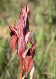 Serapias orientalis ssp. levantina