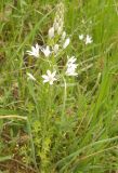 Ornithogalum hajastanum