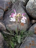 Pedicularis cheilanthifolia