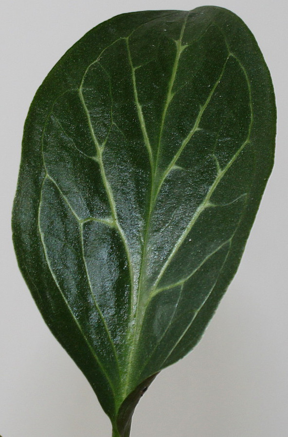 Изображение особи Arum maculatum.