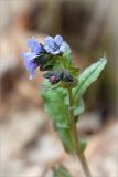 Pulmonaria obscura. Цветки и бутоны. Ленинградская обл., Кургальский заказник, сырой обрывистый берег Финского залива, смешанный лес. 28.04.2013.