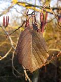 Alnus incana