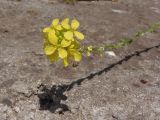 Rapistrum rugosum. Соцветие. Южный Берег Крыма, пос. Отрадное. 20.05.2013.