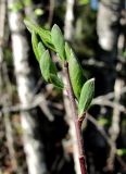 Salix starkeana. Верхушка ветви с молодыми побегами. Архангельская обл., Пинежский р-н, окр. Пинежского заповедника, лес в районе распространения карста. 28.05.2013.