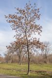 Fraxinus pennsylvanica