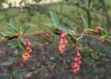 Berberis darwinii. Средняя часть ветки с нераспустившимися соцветиями. Германия, г. Дюссельдорф, Ботанический сад университета. 02.03.2014.