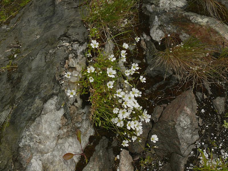 Изображение особи Cerastium alpinum.