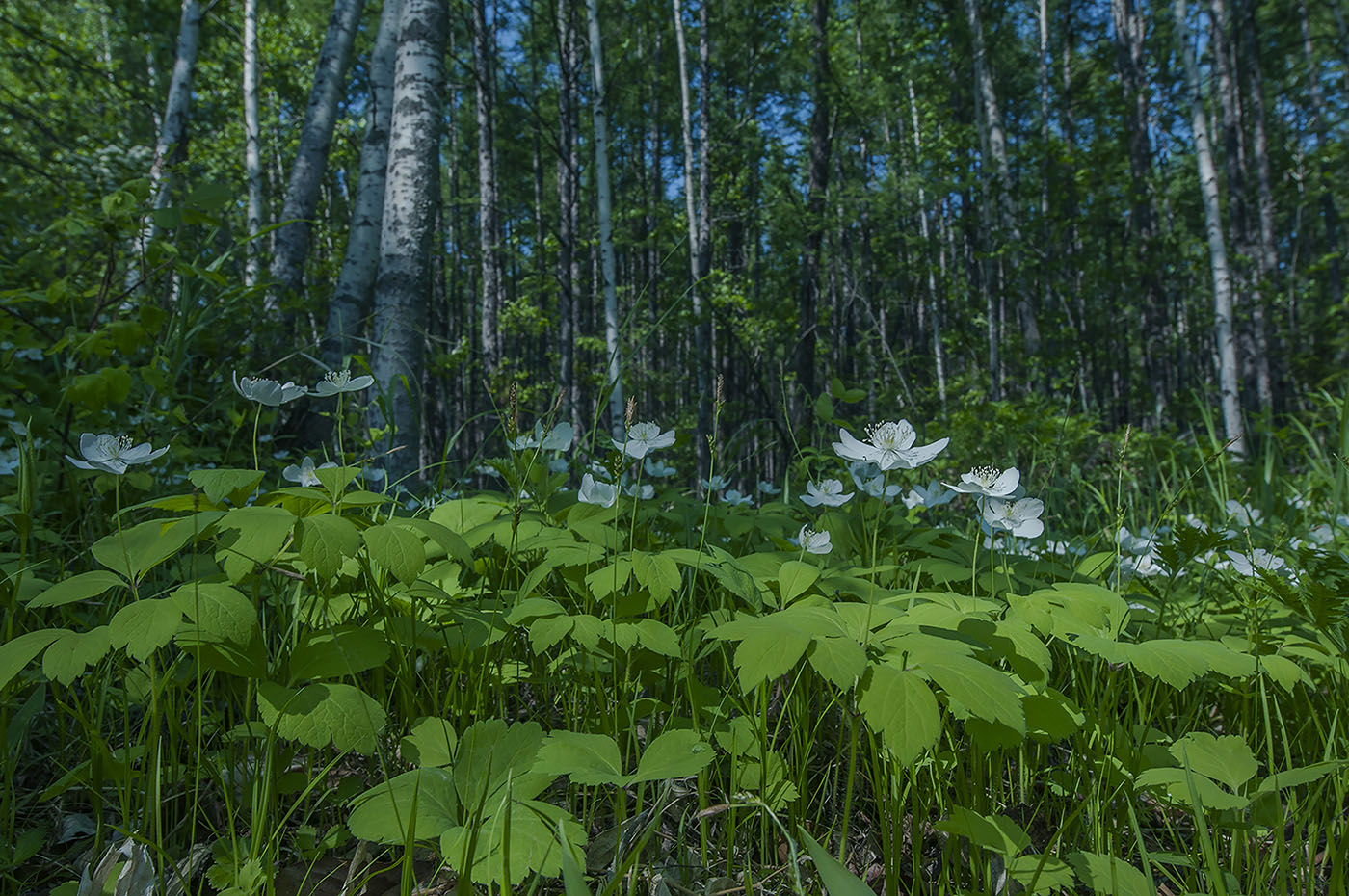 Изображение особи Anemone udensis.