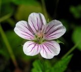 Geranium wilfordii. Цветок. Владивосток, Ботанический сад-институт ДВО РАН. 05.09.2013.