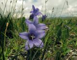 Campanula dasyantha