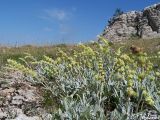 Sideritis catillaris. Цветущее растение. Крымский природный заповедник, Бабуган-Яйла. 19.07.2009.