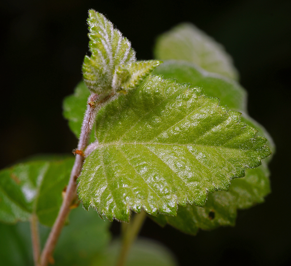 Изображение особи Betula pubescens.