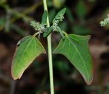 Atriplex davisii