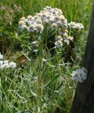 Achillea cartilaginea. Верхушка цветущего растения. Якутия (Саха), южные окр. г. Якутска, заброшенный участок в дачном пос. 16.08.2012.