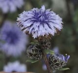 Globularia alypum