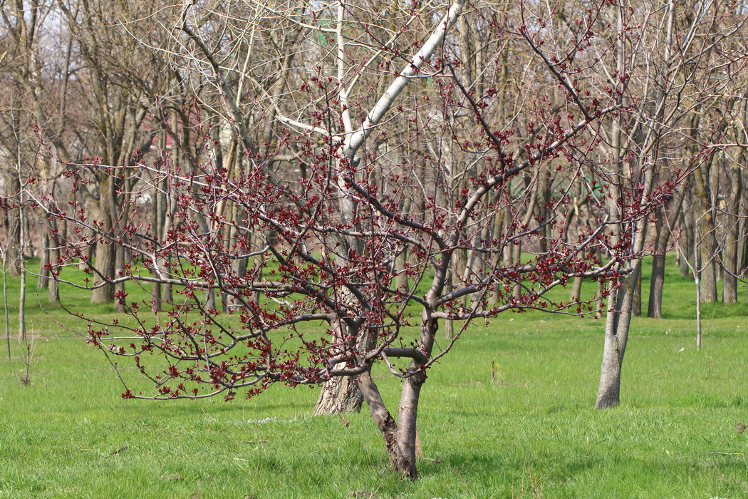 Яблоня Недзвецкого (Malus niedzwetzkyana)