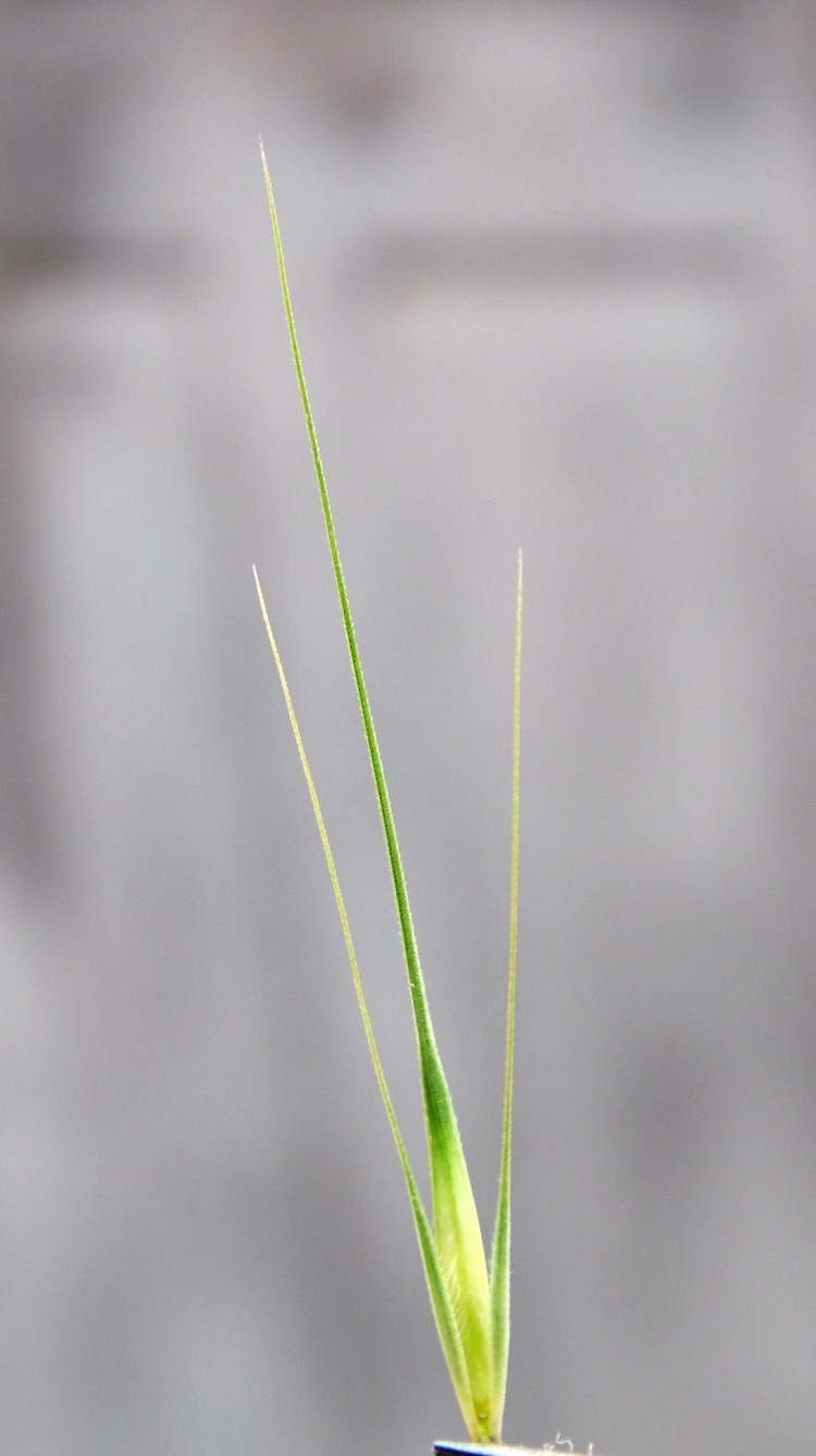 Image of Hordeum leporinum specimen.