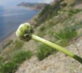 Cephalaria coriacea. Верхушка побега с нераскрывшимся соцветием. Краснодарский край, м/о Анапа, окр. пос. Бол. Утриш, обрывисто-осыпной щебнистый приморский склон. 06.07.2014.